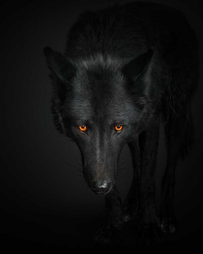Randal Ford Black Wolf No 1 Randal Ford