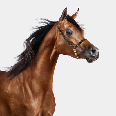 Randal Ford Brown Arabian Horse No 1 Randal Ford