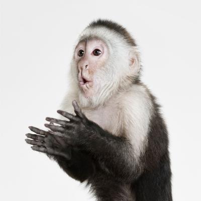 Randal Ford Capuchin Monkey Randal Ford