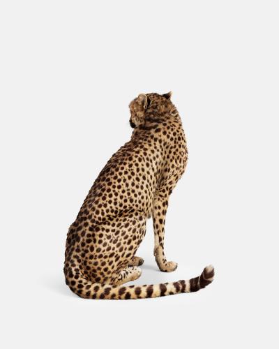 Randal Ford Cheetah No 2 Randal Ford