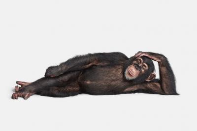 Randal Ford Chimpanzee No 2 Randal Ford