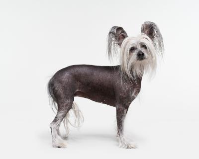Randal Ford Chinese Crested Dog Randal Ford