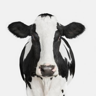 Randal Ford Dairy Cow No 1 Randal Ford
