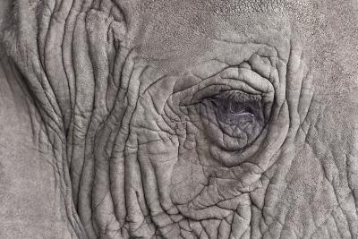 Randal Ford Elephant Close Up Randal Ford