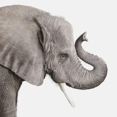 Randal Ford Elephant No 2 Randal Ford