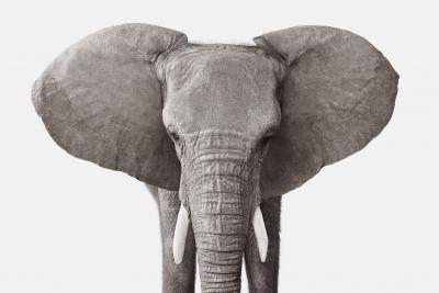 Randal Ford Elephant No 3 Randal Ford