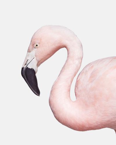 Randal Ford Flamingo No 1 Randal Ford