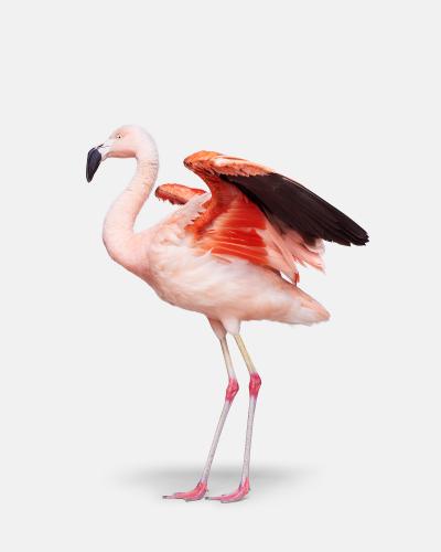 Randal Ford Flamingo No 3 Randal Ford