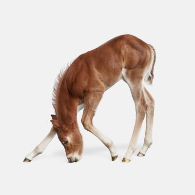 Randal Ford Foal No 2 Randal Ford
