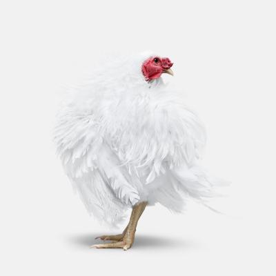Randal Ford Frazzle Chicken No 1 Randal Ford