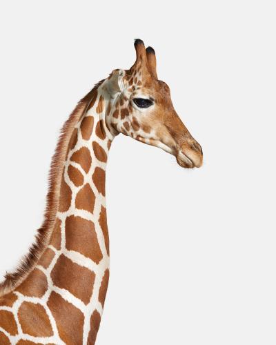 Randal Ford Giraffe No 1 Randal Ford