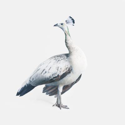 Randal Ford Gray Peacock No 2 Randal Ford