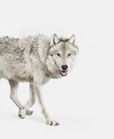 Randal Ford Gray Timber Wolf Randal Ford