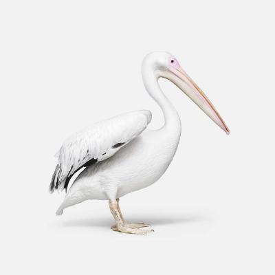 Randal Ford Great White Pelican No 1 Randal Ford