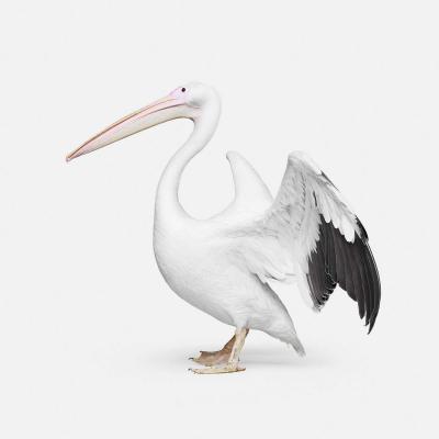 Randal Ford Great White Pelican No 2 Randal Ford