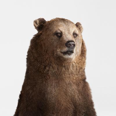 Randal Ford Grizzly Bear Portrait Randal Ford