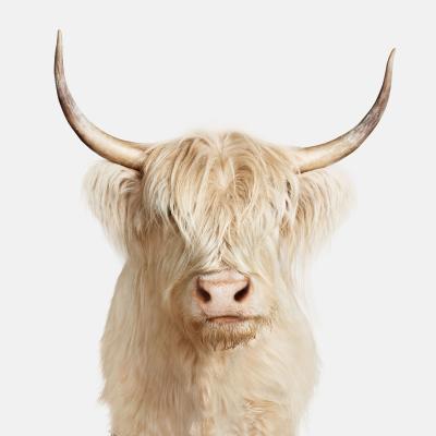 Randal Ford Highland Cow No 1 Randal Ford