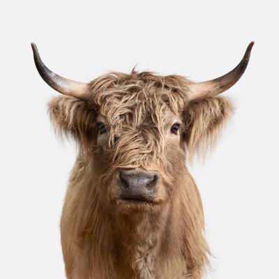 Randal Ford Highland Cow No 2 Randal Ford
