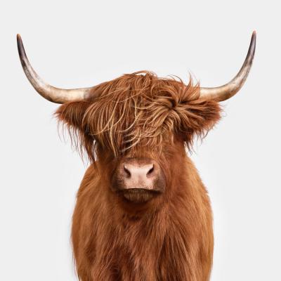 Randal Ford Highland Cow No 4 Randal Ford