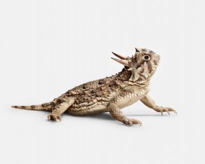 Randal Ford Horned Lizard No 1 Randal Ford