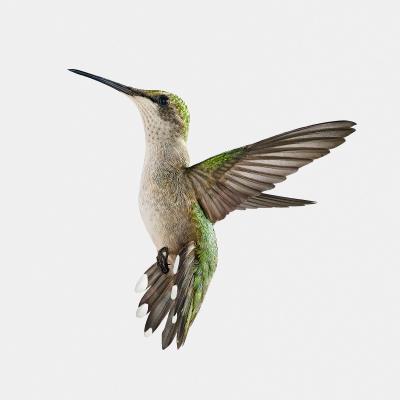 Randal Ford Hummingbird in Paris Randal Ford