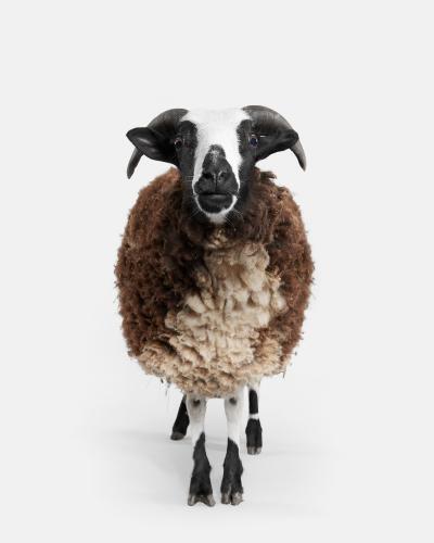 Randal Ford Jacob Sheep No 2 Randal Ford