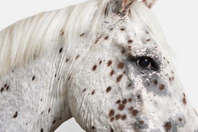 Randal Ford Leopard Appaloosa Horse No 1 Randal Ford