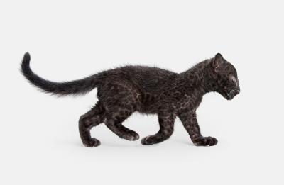 Randal Ford Leopard Cub Randal Ford