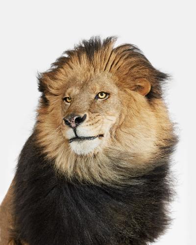 Randal Ford Lion No 2 Randal Ford