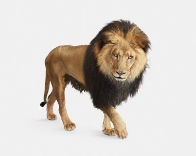 Randal Ford Lion No 4 Randal Ford