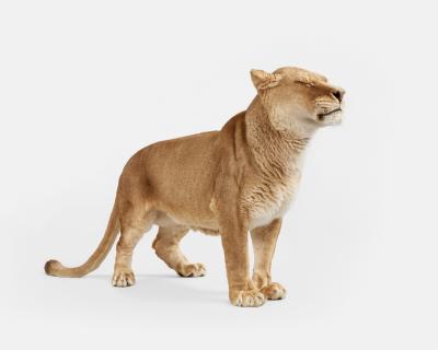 Randal Ford Lioness No 2 Randal Ford