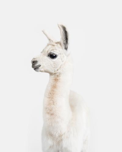 Randal Ford Llama Baby Randal Ford