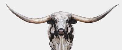 Randal Ford Longhorn No 8 Panoramic Randal Ford