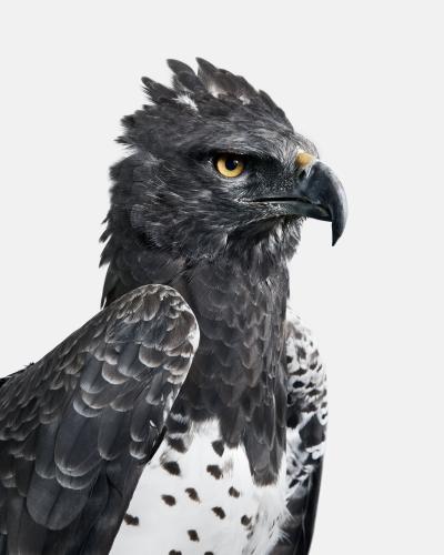 Randal Ford Martial Eagle Randal Ford