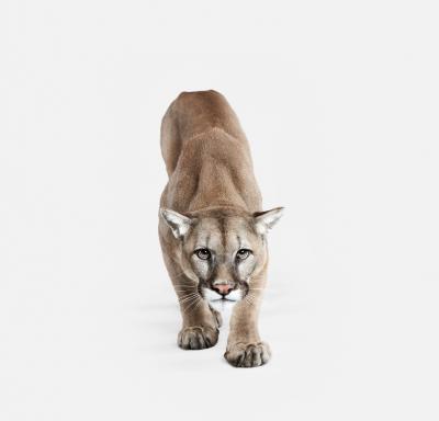 Randal Ford Mountain Lion No 1 Randal Ford