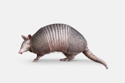 Randal Ford Nine Banded Armadillo Randal Ford