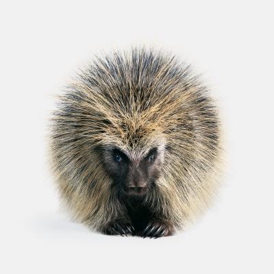 Randal Ford North American Porcupine Randal Ford