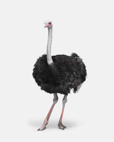 Randal Ford Ostrich No 1 Randal Ford