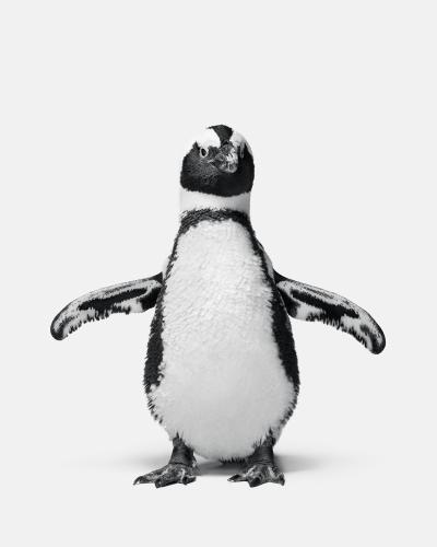Randal Ford Penguin No 1 Randal Ford