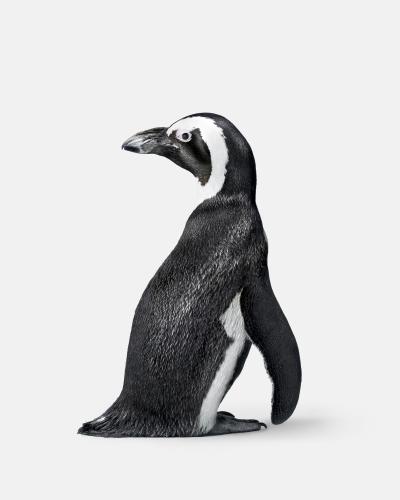 Randal Ford Penguin No 2 Randal Ford