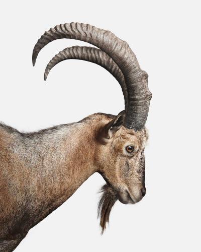 Randal Ford Persian Ibex No 1 Randal Ford