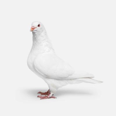 Randal Ford Pigeon No 1 Randal Ford