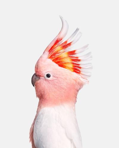 Randal Ford Pink Cockatoo Randal Ford