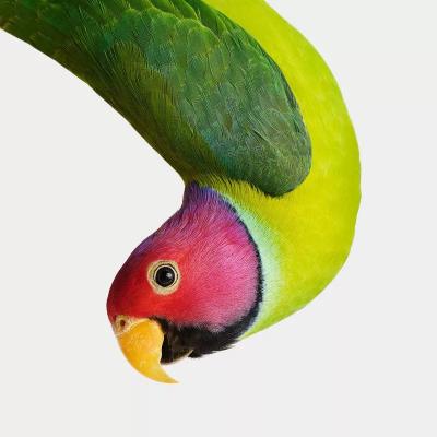 Randal Ford Plum Headed Parakeet Randal Ford