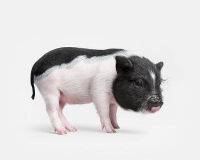 Randal Ford Pot Bellied Piglet Randal Ford