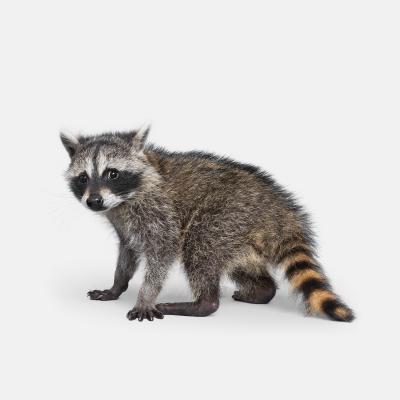 Randal Ford Racoon Baby Randal Ford