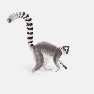 Randal Ford Ring Tailed Lemur Randal Ford