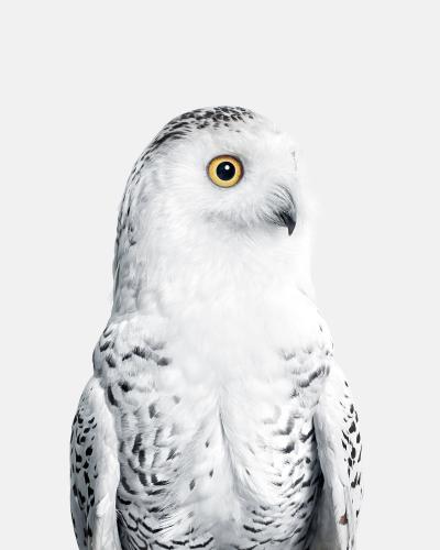 Randal Ford Snowy Owl No 1 Randal Ford