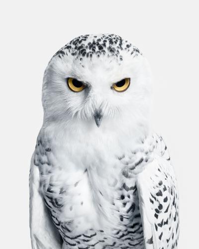 Randal Ford Snowy Owl No 3 Randal Ford
