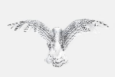 Randal Ford Snowy Owl Wings Randal Ford